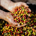 Exploring the World of Robusta Coffee: A Comprehensive Guide