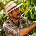 Exploring the Impact of Fair Trade and Organic Coffee on the Environment