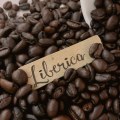 The Fascinating World of Liberica Coffee: Origins and Flavors