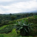 Pesticide Use in Conventional Coffee Farming: A Comprehensive Look