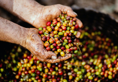 Exploring the World of Robusta Coffee: A Comprehensive Guide