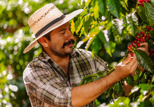 Exploring the Impact of Fair Trade and Organic Coffee on the Environment