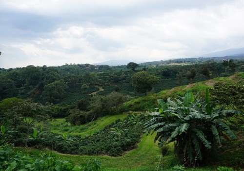 Pesticide Use in Conventional Coffee Farming: A Comprehensive Look